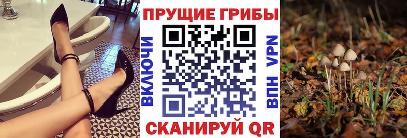 Купить где  Октябрьск  Галлюциногенные грибы Psilocybe 